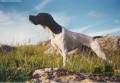Pedigree HOLGA DE L'AOURO Pedigree HOLGA DE L'AOURO